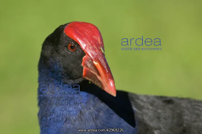 : Purple Swamphen - close up of head : Purple Swamphen - close up of head