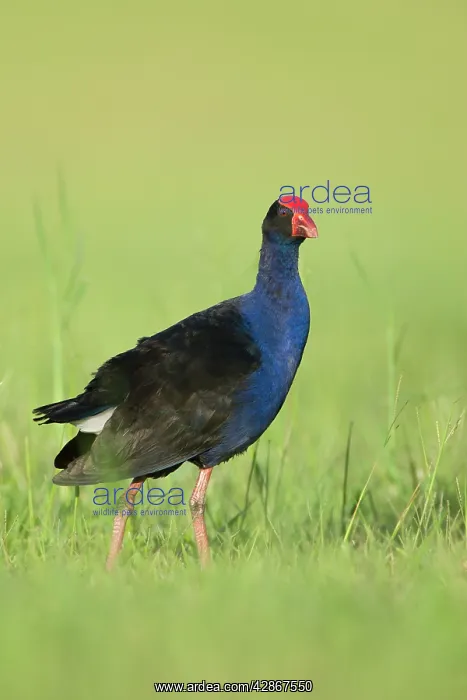 : Purple Swamphen - Eastern form of large gallinule : Purple Swamphen - Eastern form of large gallinule