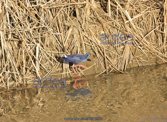 : Purple Swamphen with oyster : Purple Swamphen with oyster