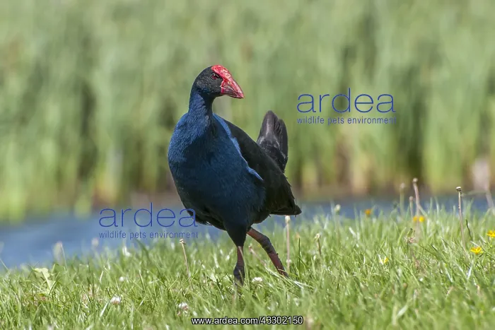 : Purple Swamphen (Porphyrio melanotus) stepping : Purple Swamphen (Porphyrio melanotus) stepping