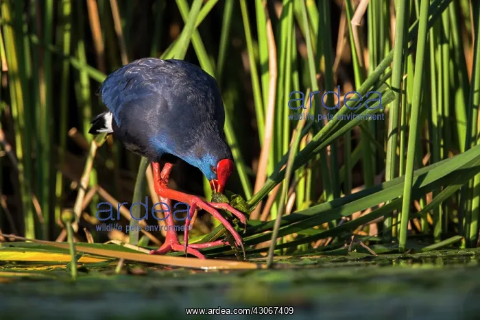 : Purple Swamphen (Porphyrio porphyrio), Merida, Spain : Purple Swamphen (Porphyrio porphyrio), Merida, Spain