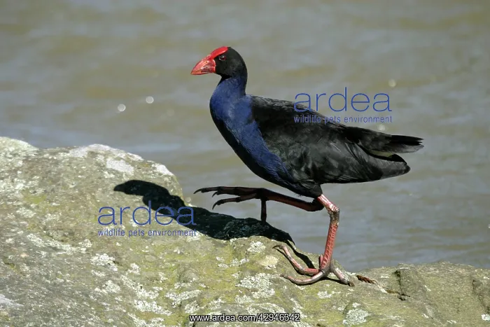 : Purple Swamphen / Pukeko : Purple Swamphen / Pukeko