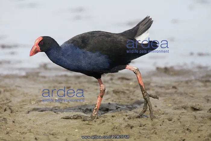: Purple Swamphen / Pukeko : Purple Swamphen / Pukeko