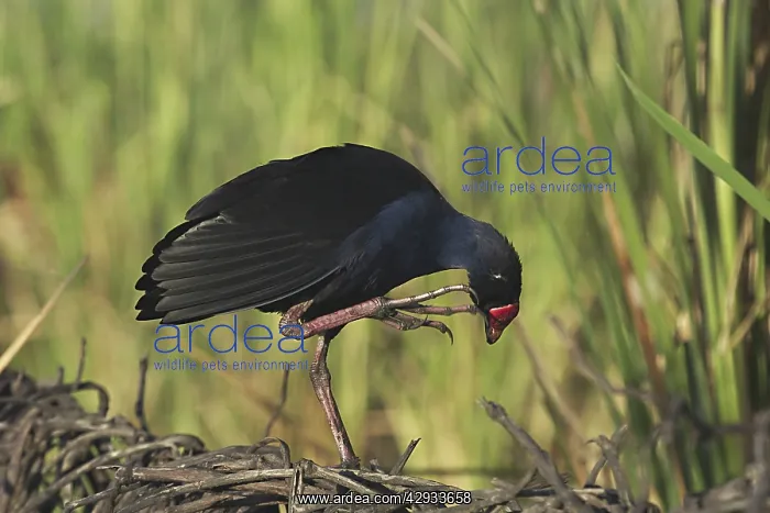 : Purple Swamphen / Pukeko - preening, on one leg : Purple Swamphen / Pukeko - preening, on one leg