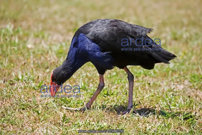 : Purple Swamphen / Pukeko / Purple Gallinule : Purple Swamphen / Pukeko / Purple Gallinule