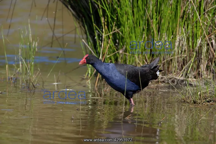 : Purple Swamphen / Pukeko in a wetland : Purple Swamphen / Pukeko in a wetland