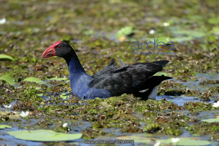 : Purple Swamphen - Swimming through floating lake vegetation : Purple Swamphen - Swimming through floating lake vegetation