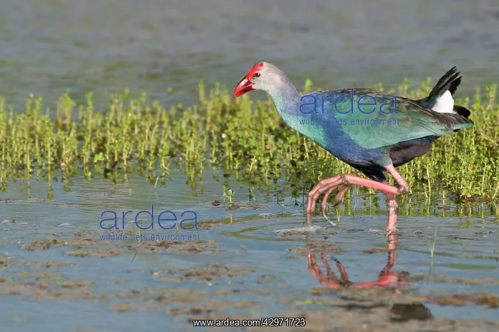  : Purple Swamphen - in water - foot raised