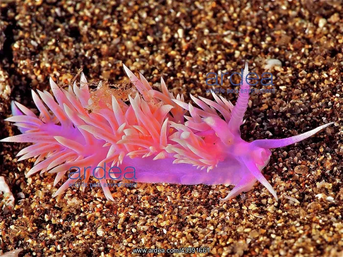  : Purple thread snail (Flabellina affinis), dive site