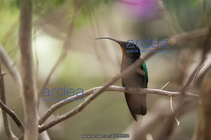 : Purple-throated Carib (Eulampis jugularis) on a : Purple-throated Carib (Eulampis jugularis) on a