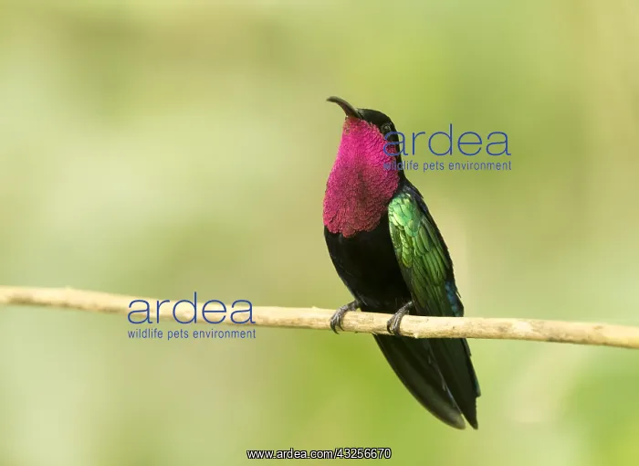 : Purple-throated Carib (Eulampis jugularis) perc : Purple-throated Carib (Eulampis jugularis) perc