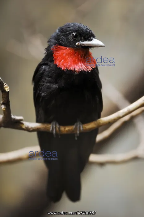 : Purple-throated fruitcrow (Querula purpurata), male : Purple-throated fruitcrow (Querula purpurata), male