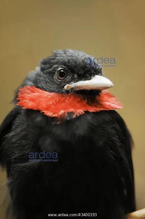 : Purple-throated fruitcrow (Querula purpurata), male : Purple-throated fruitcrow (Querula purpurata), male