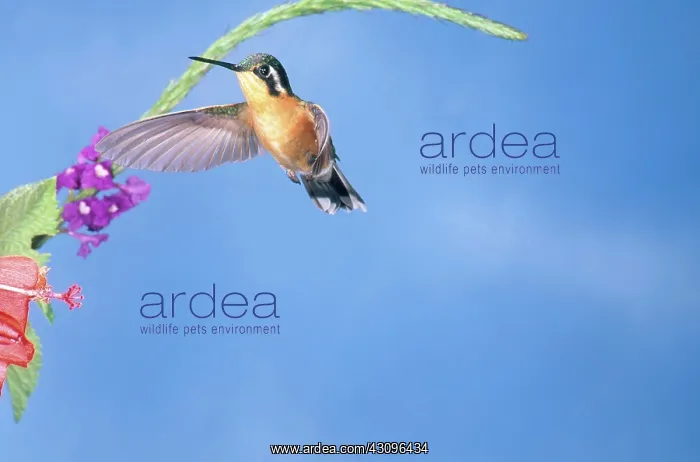 : Purple-throated Mountain Gem : Purple-throated Mountain Gem