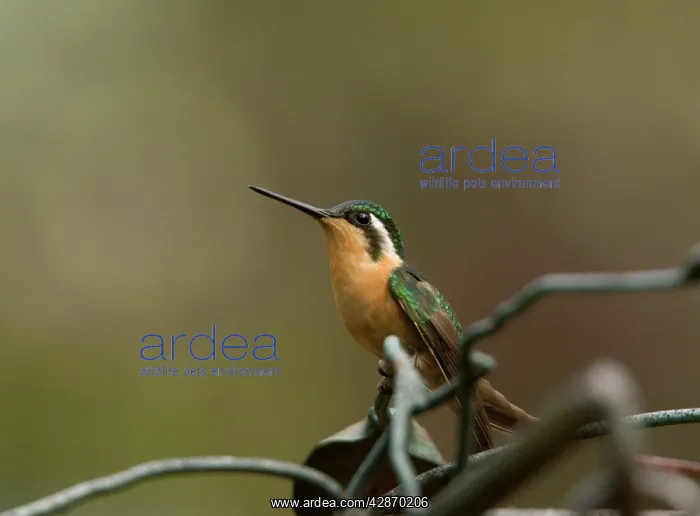 : Purple-throated Mountain Gem - female : Purple-throated Mountain Gem - female