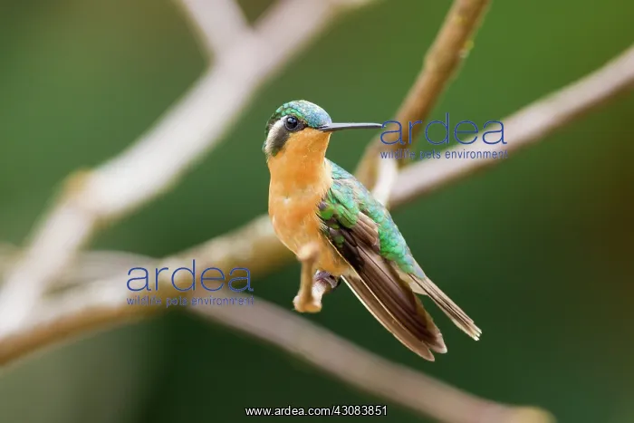 : Purple-throated Mountain-gem (female) : Purple-throated Mountain-gem (female)