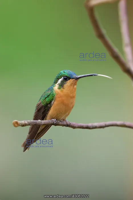 : Purple-throated Mountain-gem (female) : Purple-throated Mountain-gem (female)