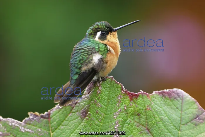  : Purple-throated Mountain-gem Hummingbird - female