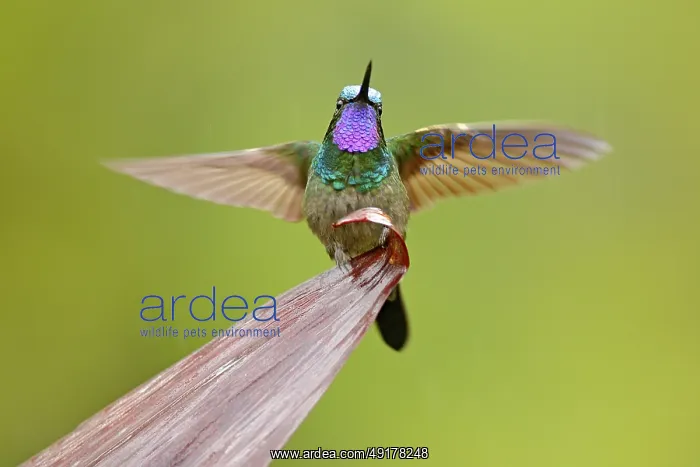 : Purple-throated Mountain-gem, Lampornis calolaemus : Purple-throated Mountain-gem, Lampornis calolaemus