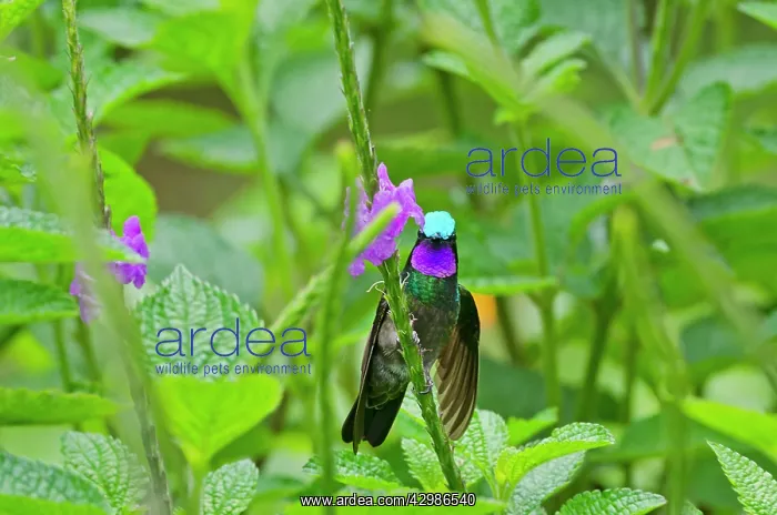 : Purple-throated Mountain-gem or Purple-throated : Purple-throated Mountain-gem or Purple-throated