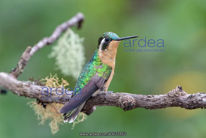 : Purple-throated Mountaingem Hummingbird : Purple-throated Mountaingem Hummingbird