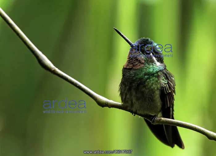 : Purple-throated Mountaingem Hummingbird on tree : Purple-throated Mountaingem Hummingbird on tree