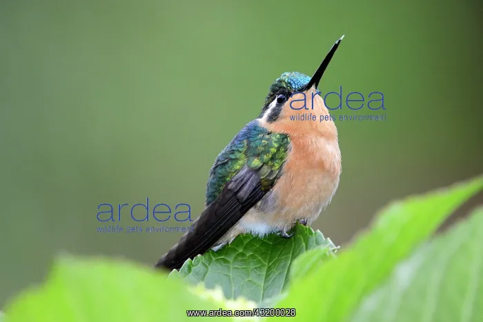 : Purple-throated mountaingem (Lampornis calolaema) : Purple-throated mountaingem (Lampornis calolaema)