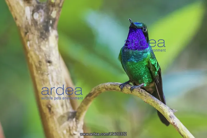 : Purple-throated sunangel rests for a moment in the : Purple-throated sunangel rests for a moment in the