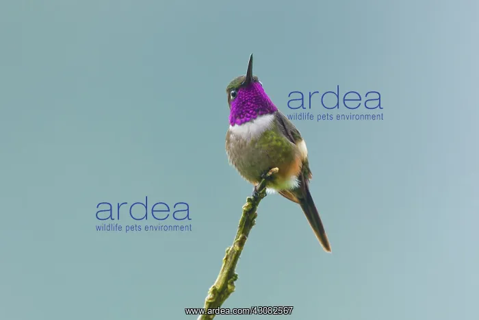 : Purple-throated Woodstar : Purple-throated Woodstar