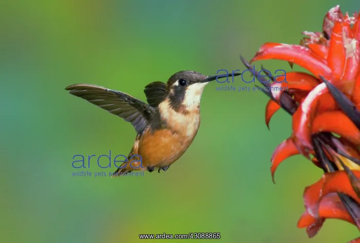 : Purple-throated Woodstar : Purple-throated Woodstar