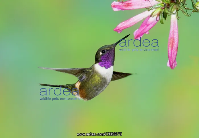 : Purple-throated Woodstar : Purple-throated Woodstar