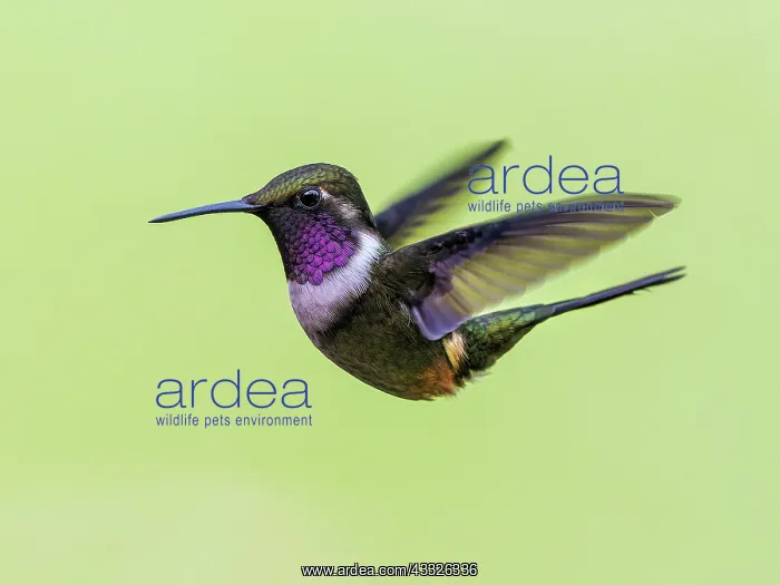 : Purple-throated Woodstar (Calliphlox mitchelli) : Purple-throated Woodstar (Calliphlox mitchelli)