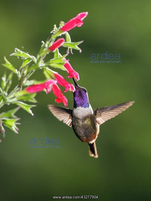 : Purple-throated woodstar (Calliphlox mitchellii) : Purple-throated woodstar (Calliphlox mitchellii)