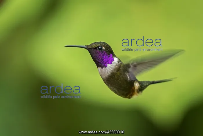 : Purple-throated Woodstar (Calliphlox mitchellii) : Purple-throated Woodstar (Calliphlox mitchellii)