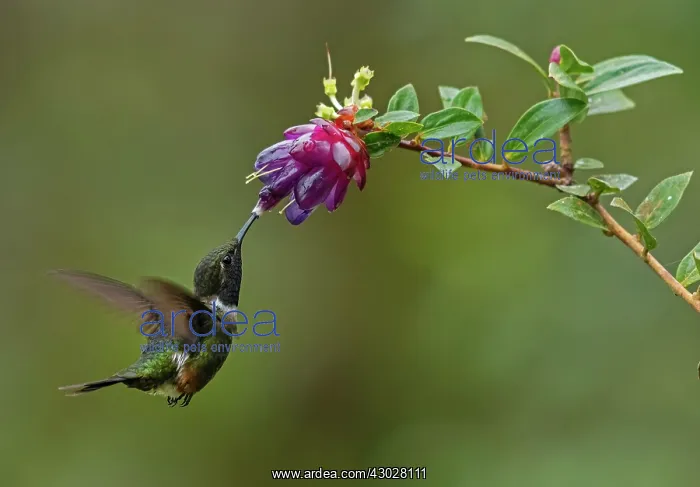 : Purple-throated Woodstar, hummingbird, Las Tangaras : Purple-throated Woodstar, hummingbird, Las Tangaras