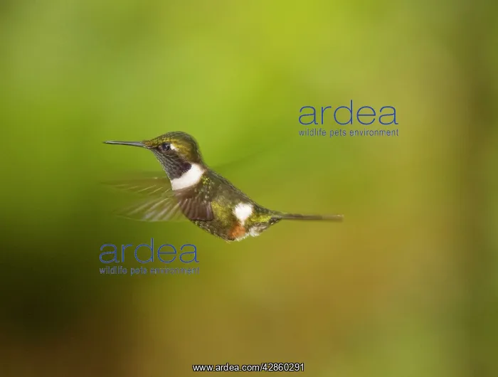 : Purple-throated Woodstar (hummingbird) - Male in flight : Purple-throated Woodstar (hummingbird) - Male in flight