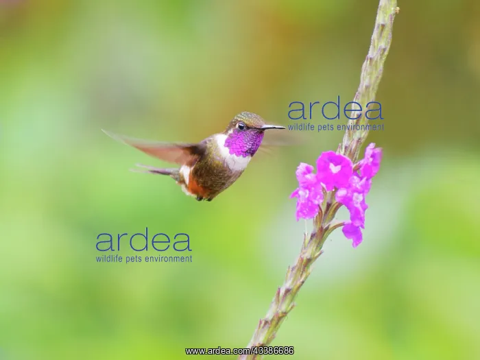 : Purple Throated Woodstar - male at flower Callip : Purple Throated Woodstar - male at flower Callip