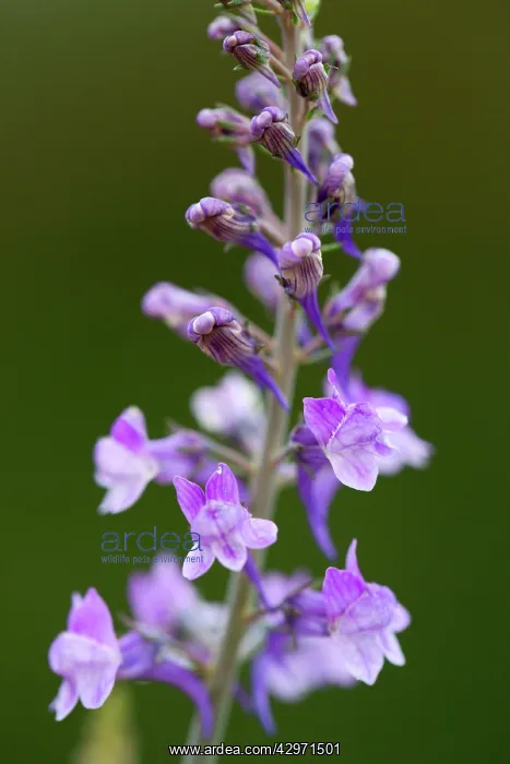 : Purple Toadflax : Purple Toadflax