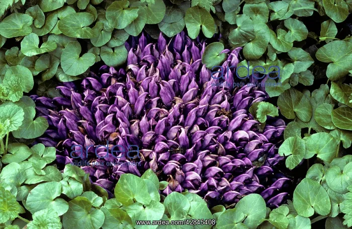 : Purple Toothwort : Purple Toothwort