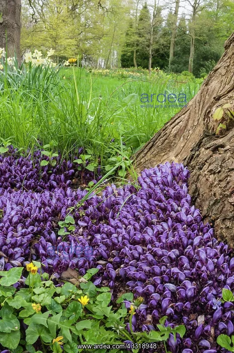 : Purple toothwort, Lathraea cladestina, Purple subject : Purple toothwort, Lathraea cladestina, Purple subject