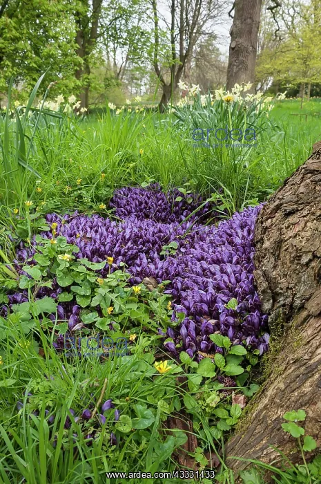 : Purple toothwort, Lathraea cladestina, Purple subject : Purple toothwort, Lathraea cladestina, Purple subject
