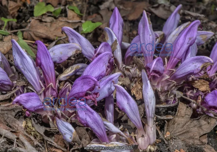 : Purple toothwort, Lathraea clandestina in flower : Purple toothwort, Lathraea clandestina in flower