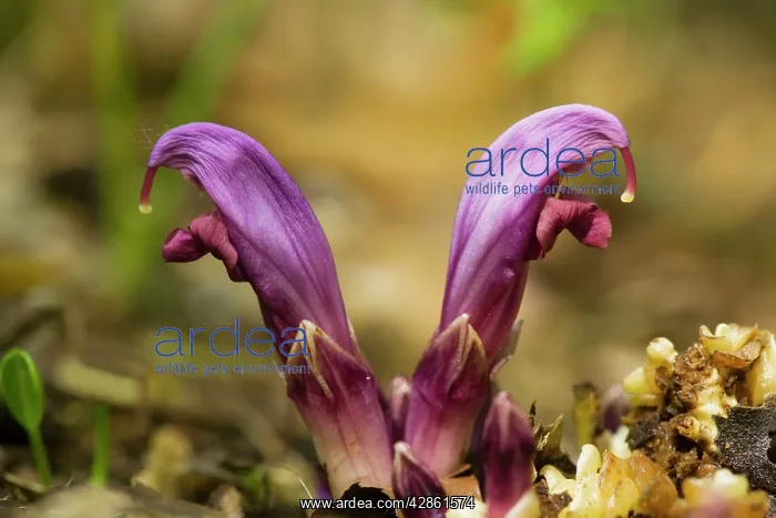 : Purple toothwort - parasitic on poplars and other trees : Purple toothwort - parasitic on poplars and other trees