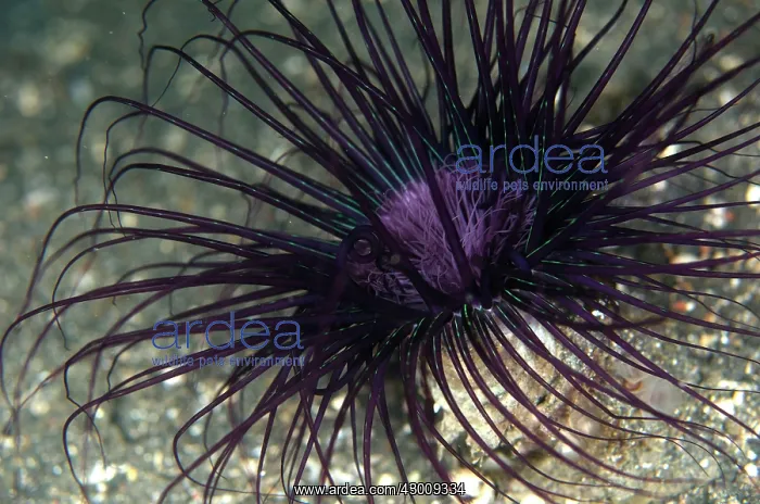 : Purple Tube Anemone TK1 dive site, Lembeh Straits : Purple Tube Anemone TK1 dive site, Lembeh Straits