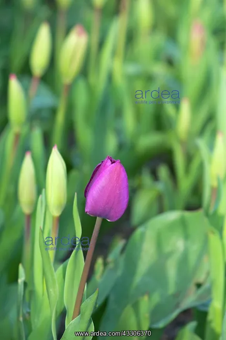: Purple Tulip : Purple Tulip