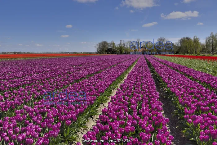 : Purple tulip (Tulipa sp) field, Noordoostpolder : Purple tulip (Tulipa sp) field, Noordoostpolder