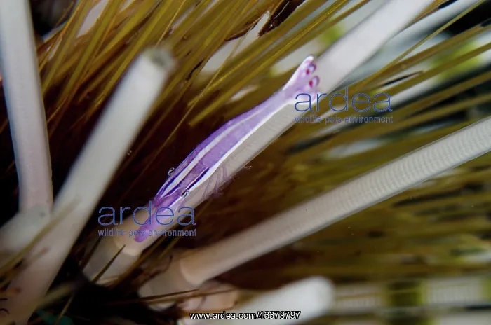: Purple Urchin Shrimp : Purple Urchin Shrimp