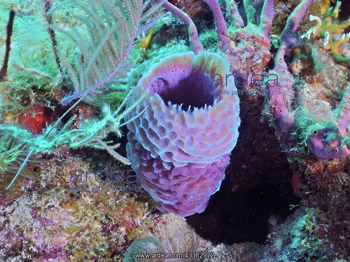 : Purple vase sponge (Callyspongia plicifera). Dive : Purple vase sponge (Callyspongia plicifera). Dive