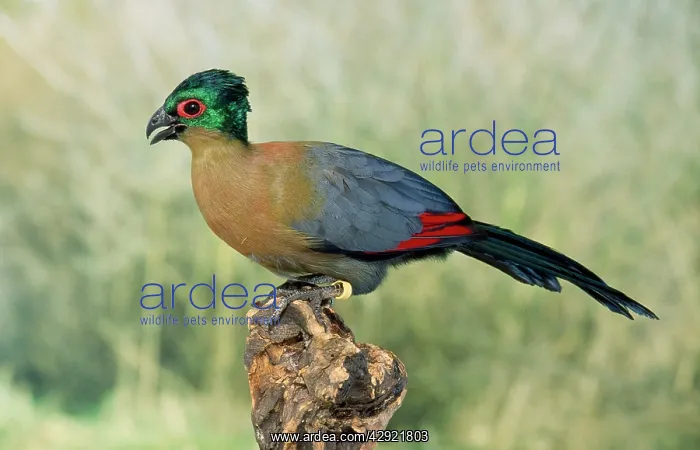 : Purple / Violet Crested Turaco - sub species : Purple / Violet Crested Turaco - sub species