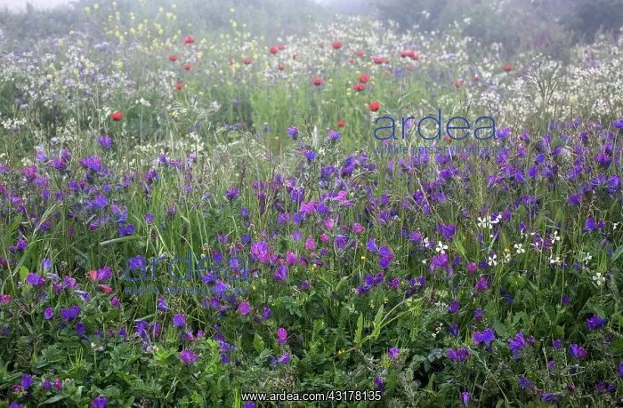 : Purple viper's bugloss, Echium plantagineum with : Purple viper's bugloss, Echium plantagineum with